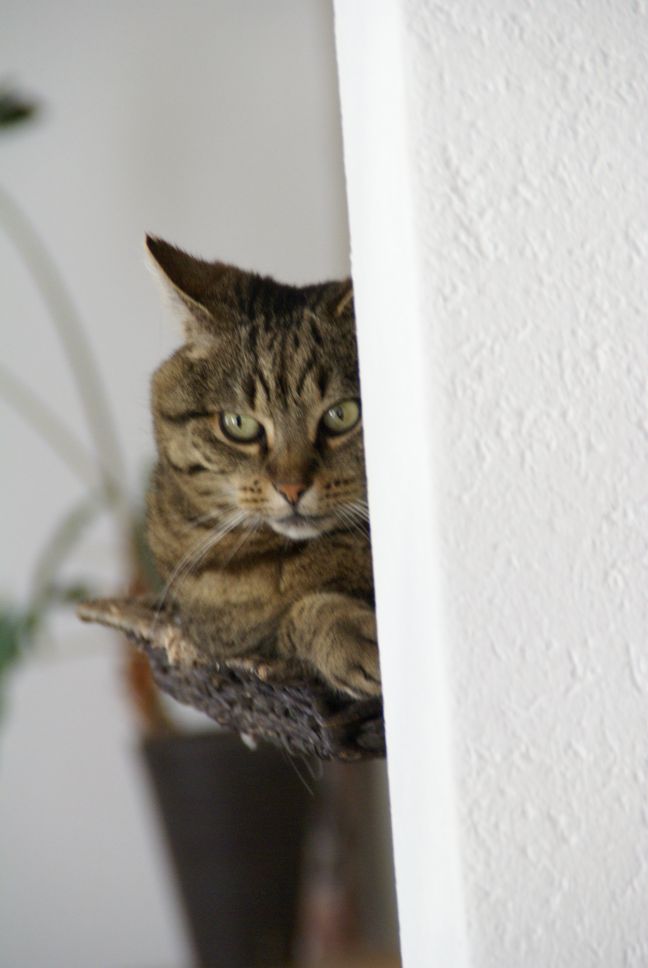 katzenbaum-schauend